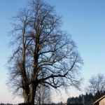 400 jährige Linde im Vorderen Bayer. Wald Foto W. Willner-2