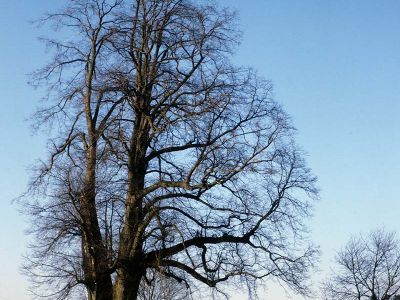 400 jährige Linde im Vorderen Bayer. Wald Foto W. Willner-2