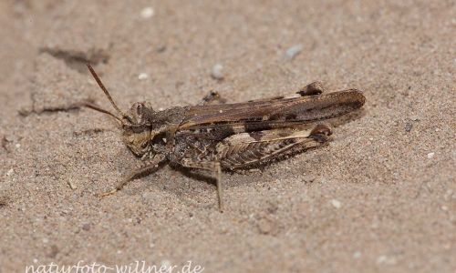 Acrotylus cf. patruelis Schlanke Ödlandschrecke Foto W. Willner IMG_8859