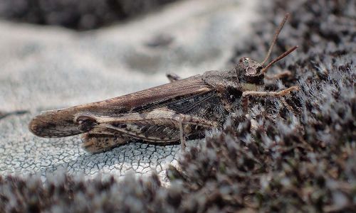 Acrotylus cf. patruelis Schlanke Ödlandschrecke Foto W. Willner P5010082
