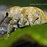 Adern Eichelbohrer Curculio venosus Foto W.Willner 22