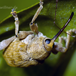 Adern Eichelbohrer Curculio venosus Foto W.Willner 224