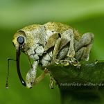 Adern Eichelbohrer Curculio venosus Foto W.Willner 229