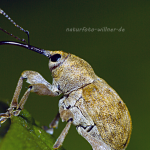 Adern Eichelbohrer Curculio venosus Foto W.Willner 271