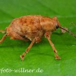 Adern-Eichelbohrer (Curcullio venosus) Foto W. Willner-10