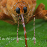Adern-Eichelbohrer (Curcullio venosus) Foto W. Willner-3-2