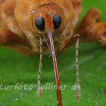 Naturfoto Willner Naturfoto Willner