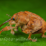 Naturfoto Willner Naturfoto Willner