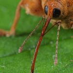 Adern-Eichelbohrer (Curcullio venosus) Foto W. Willner-6