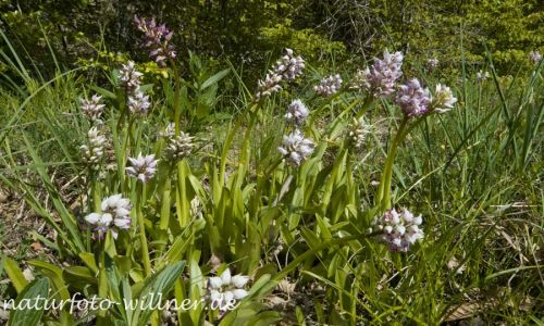 Affen-Knabenkraut (Orchis simia) Foto W. Willner_2017-08-17_0833_C0001_000021