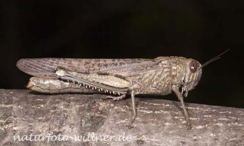 Agyptische Wanderheuschrecke Anacridium aegypticum 3 Foto W. Willner