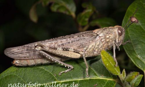 Agyptische Wanderheuschrecke Anacridium aegypticum 4 Foto W. Willner