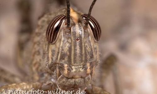 Agyptische Wanderheuschrecke Anacridium aegypticum 8 Foto W. Willner