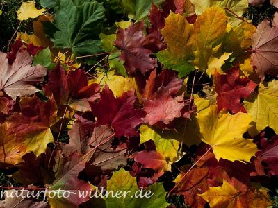Ahornlaub Herbst Foto W. Willner-31