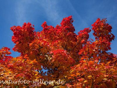Ahornlaub Herbst Foto W. Willner-9