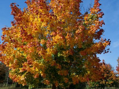 Ahornlaub Herbst Foto W. Willner