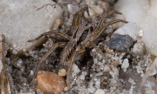 Alopecosa mariae Nationalpark Neusiedler See Foto W. Willner DSC_6322