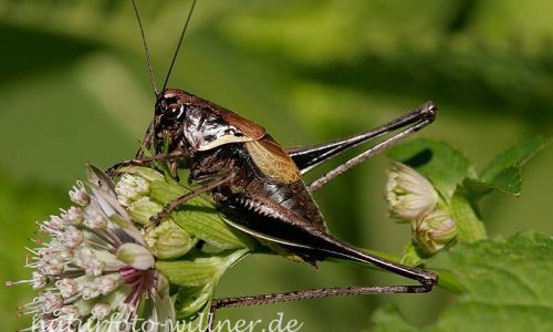 Alpen-Strauchschrecke (Pholidoptera aptera)