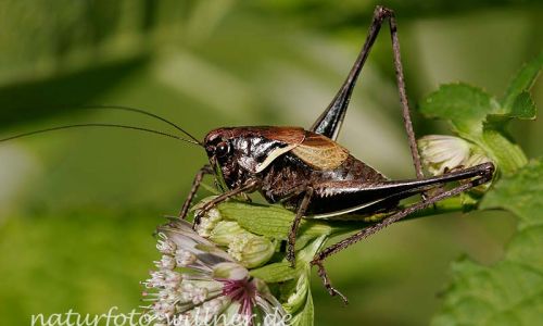 Alpen-Strauchschrecke (Pholidoptera aptera)