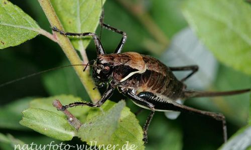 Alpen-Strauchschrecke (Pholidoptera aptera)