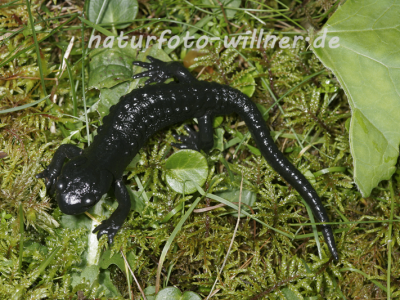 Alpensalamander 37 Foto W. Willner
