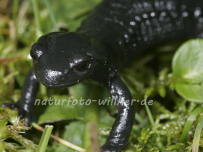Alpensalamander 39 Foto W. Willner