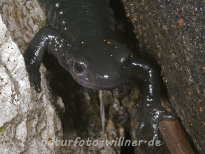 Alpensalamander 45 Foto W. Willner