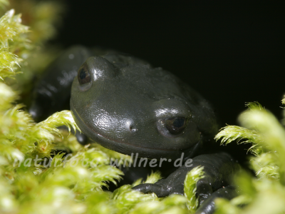 Alpensalamander 8 Foto W. Willner