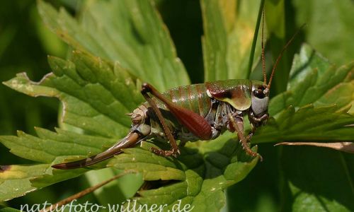 Alpenschrecke (Anonconotus alpinus)