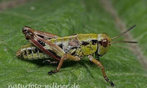 Alpine Gebirgsschrecke 3 Foto W. Willner