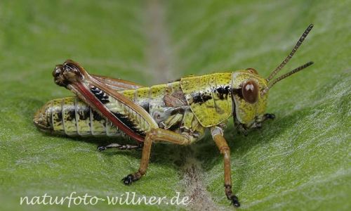 Alpine Gebirgsschrecke 4 Foto W. Willner