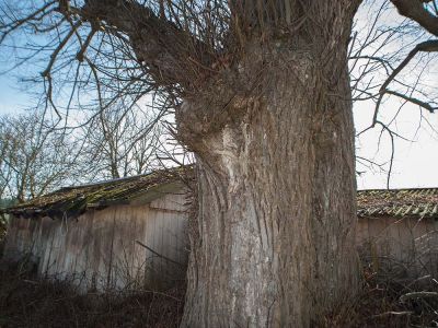 Alte Winterlinde bei Edlkofen Foto W. Willner_9846