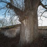 Alte Winterlinde bei Edlkofen Foto W. Willner_9846