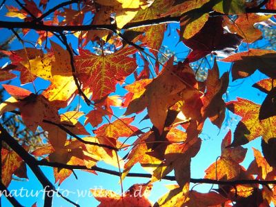 Amberbaum Liquidambar styraciflua Foto W. Willner-3