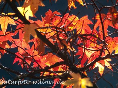 Amberbaum Liquidambar styraciflua Foto W. Willner-6