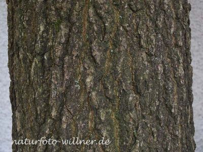 Amberbaum Liquidambar styraciflua Foto Wolfgang Willner Naturfoto-3-2