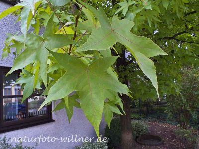 Amberbaum Liquidambar styraciflua Foto Wolfgang Willner Naturfoto-3