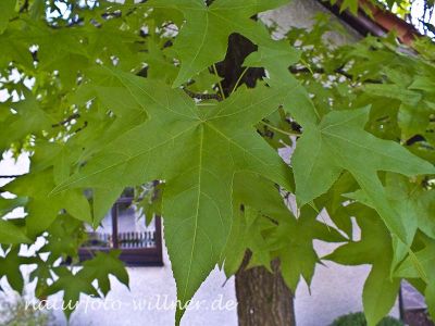 Amberbaum Liquidambar styraciflua Foto Wolfgang Willner Naturfoto-6