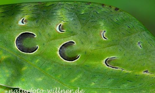 Anylecha fenestrata, Java Foto W. Willner 4