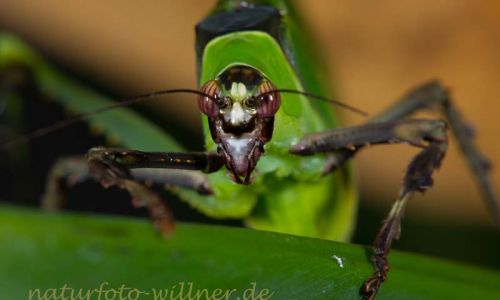 Anylecha fenestrata, Java Foto W. Willner 5