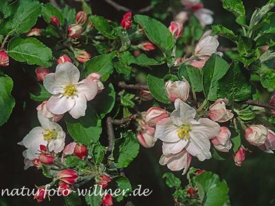 Apfel (Malus domestica) Foto W. Willner-11