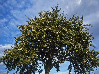 Apfel (Malus domestica) Foto W. Willner-18