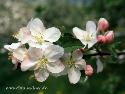 Apfel (Malus domestica) Foto W. Willner-224