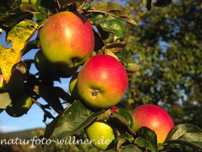 Apfel (Malus domestica) Foto W. Willner-28
