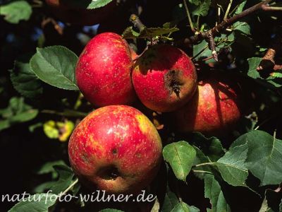 Apfel (Malus domestica) Foto W. Willner-31