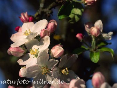 Apfel (Malus domestica) Foto W. Willner-35