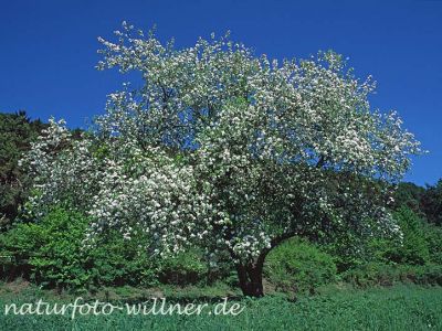 Apfel (Malus domestica) Foto W. Willner-37