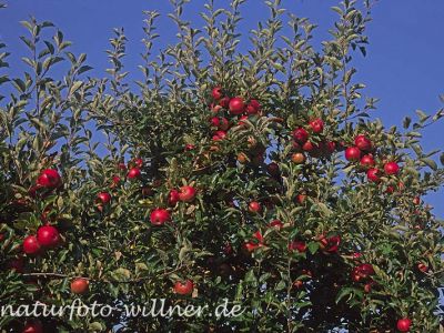 Apfel (Malus domestica) Foto W. Willner-38