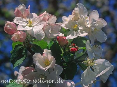 Apfel (Malus domestica) Foto W. Willner-4