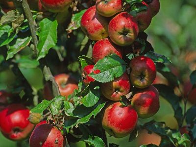Apfel (Malus domestica) Foto W. Willner-6